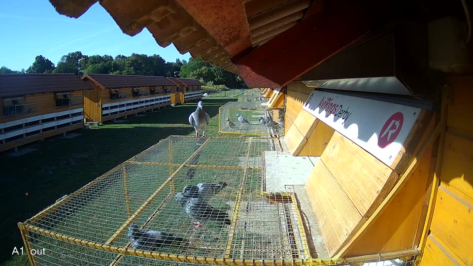 Pigeon Arrival Image For Race Race 5