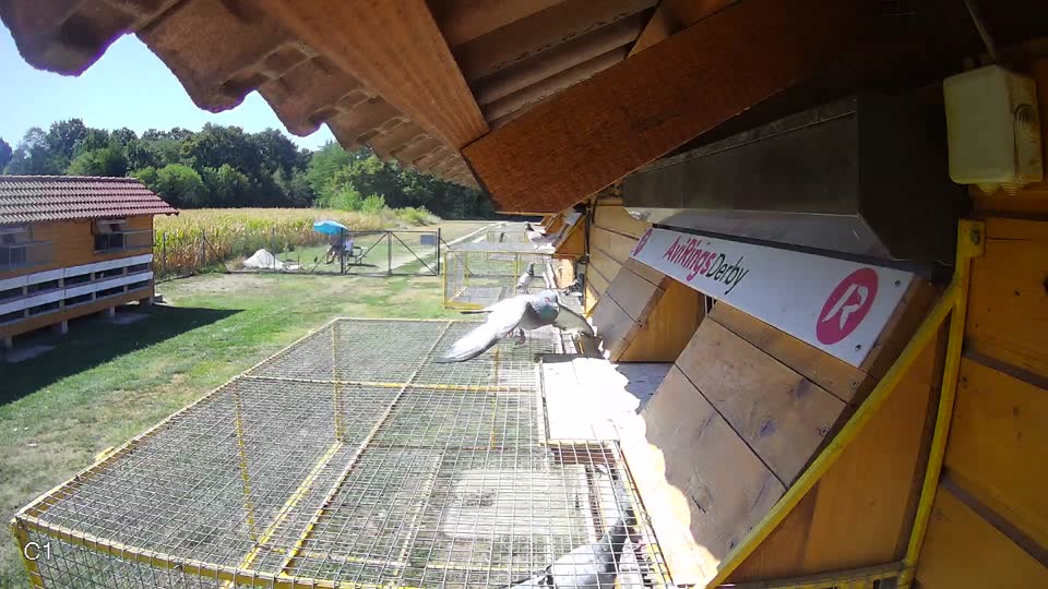 Pigeon Arrival Image For Race Race 3