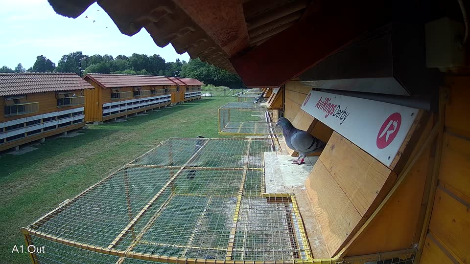 Pigeon Arrival Image For Race Race 3