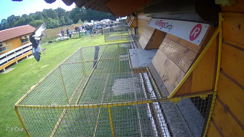 Pigeon Arrival Image For Race Final race 3