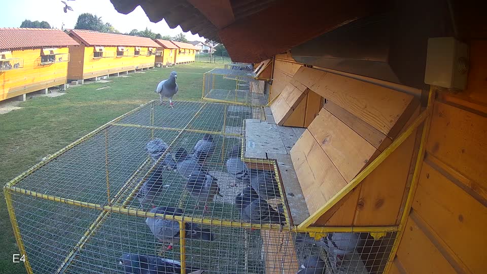 Pigeon Arrival Image For Race Race 4