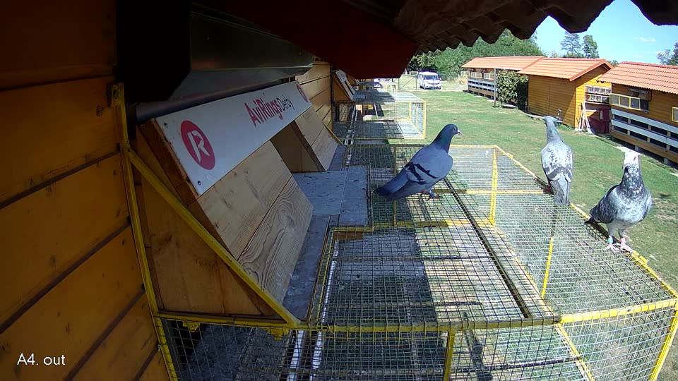 Pigeon Arrival Image For Race Race 5