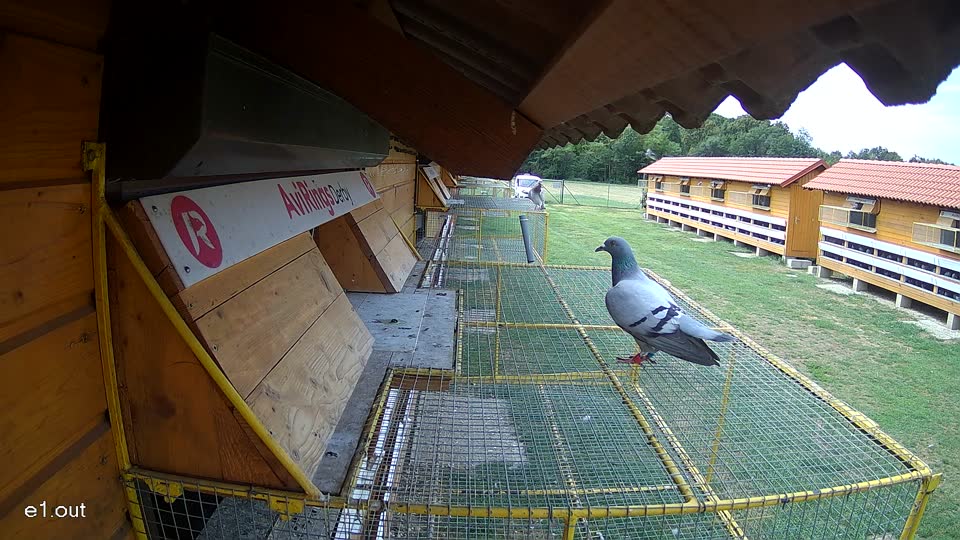Pigeon Arrival Image For Race Race 4