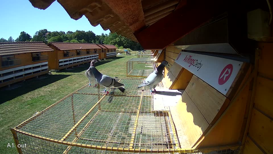 Pigeon Arrival Image For Race Race 3