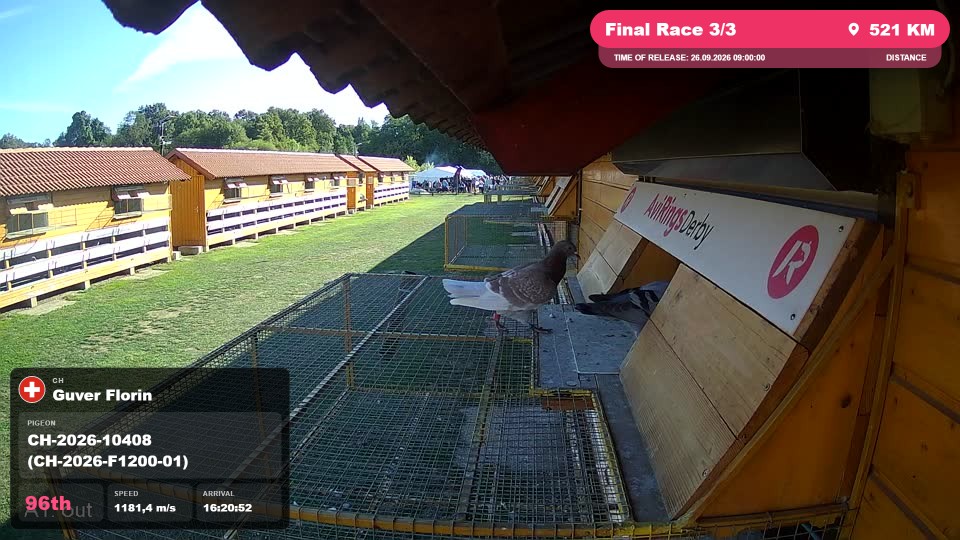 Pigeon Arrival Image For Race Final Race 3/3