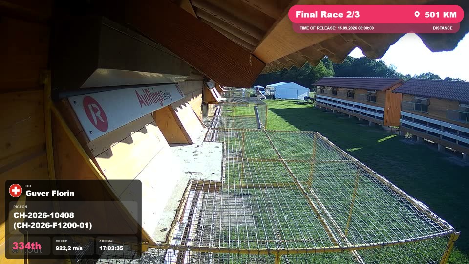 Pigeon Arrival Image For Race Final Race 2/3