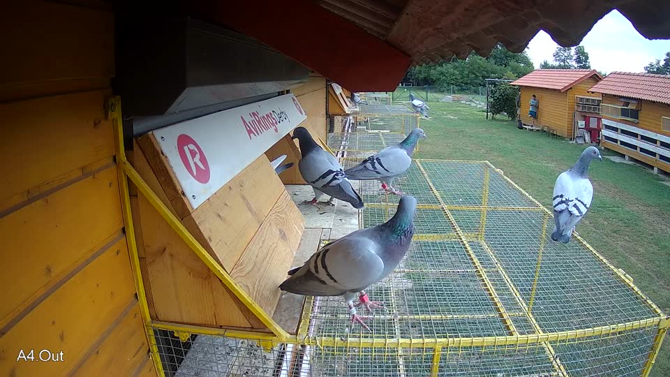 Pigeon Arrival Image For Race Race 3