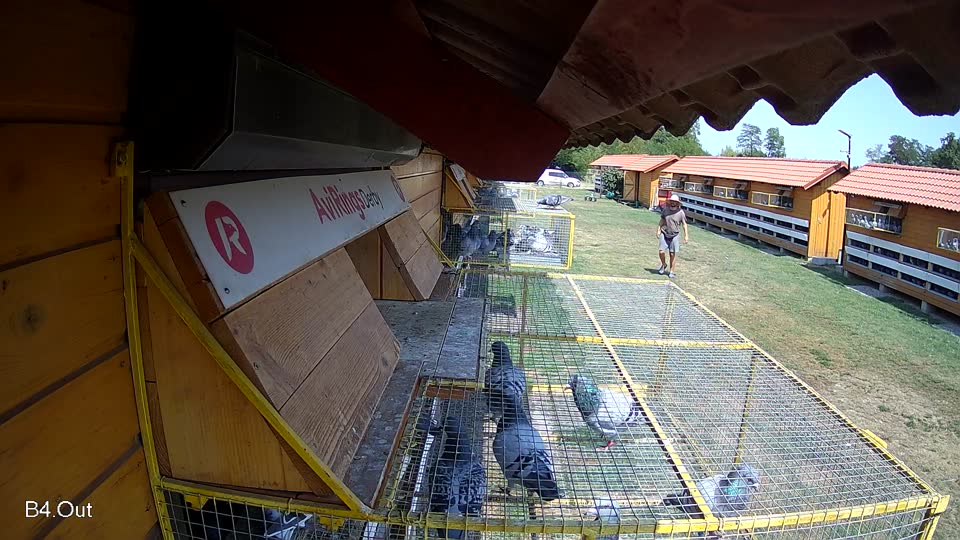 Pigeon Arrival Image For Race Race 1