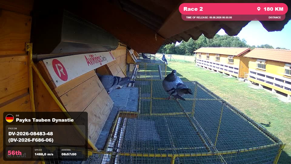 Pigeon Arrival Image For Race Race 2