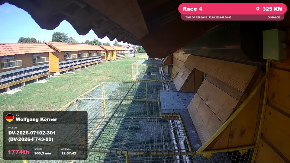 Pigeon Arrival Image For Race Race 4
