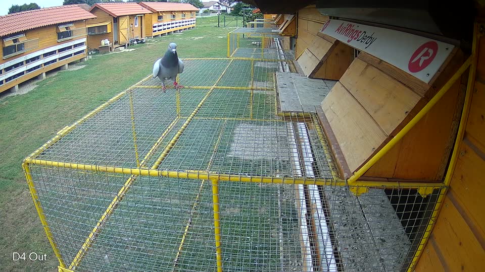 Pigeon Arrival Image For Race Race 3