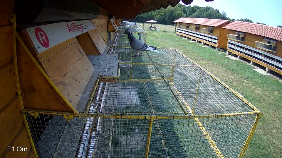 Pigeon Arrival Image For Race Race 4