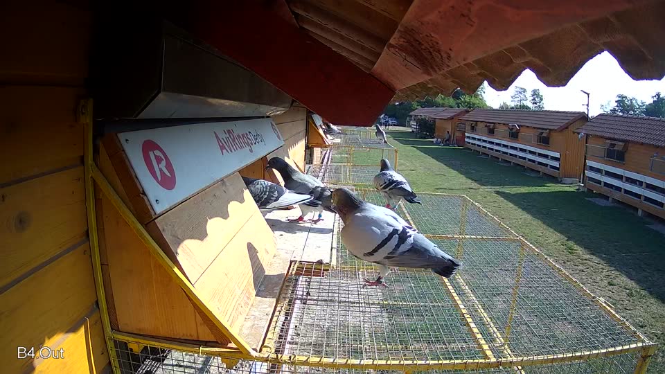 Pigeon Arrival Image For Race Race 1