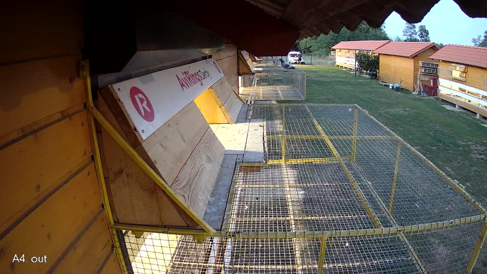 Pigeon Arrival Image For Race Race 5