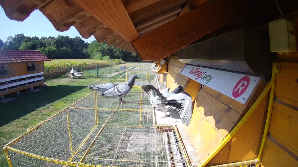 Pigeon Arrival Image For Race Race 2