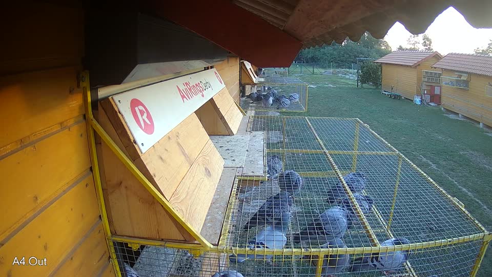 Pigeon Arrival Image For Race Race 5