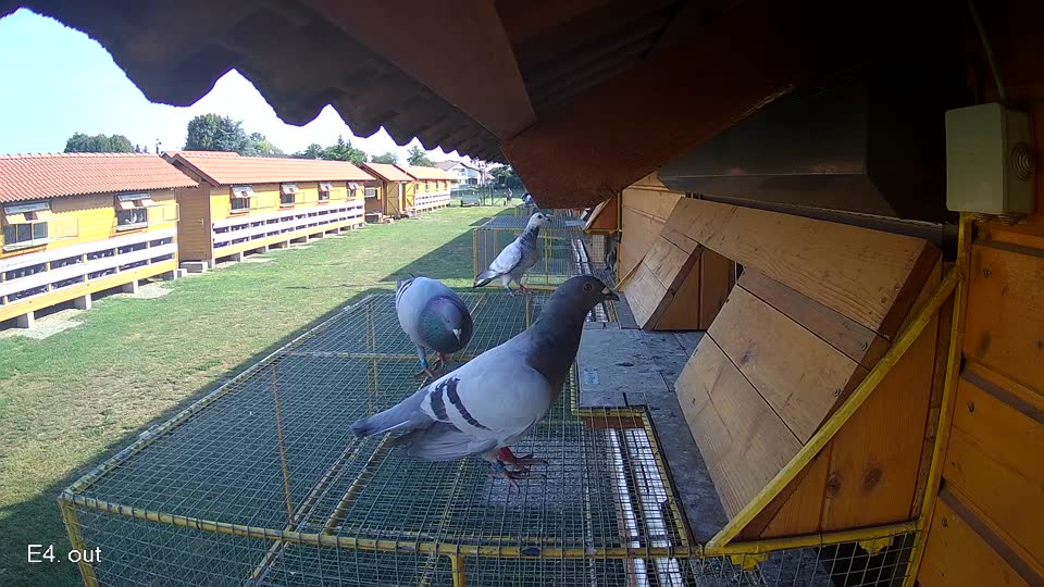 Pigeon Arrival Image For Race Race 1
