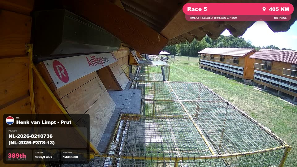 Pigeon Arrival Image For Race Race 5