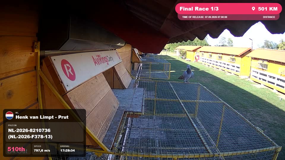 Pigeon Arrival Image For Race Final Race 1/3