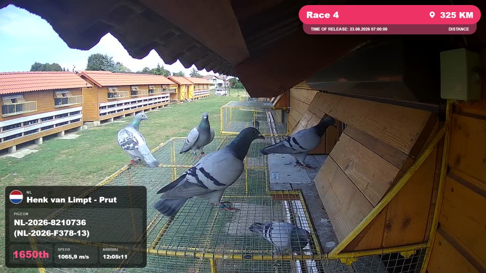 Pigeon Arrival Image For Race Race 4
