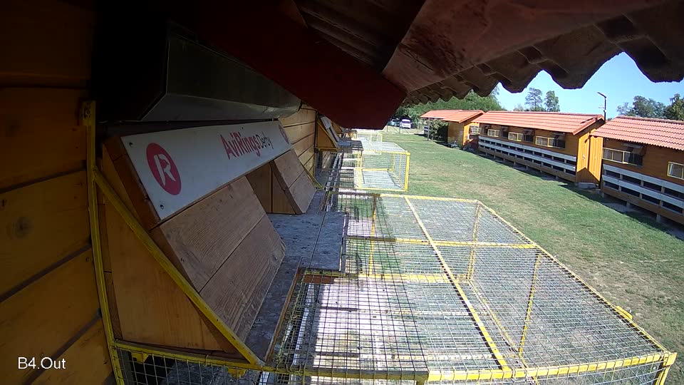 Pigeon Arrival Image For Race Race 5