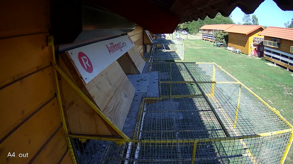 Pigeon Arrival Image For Race Final Race 1/3