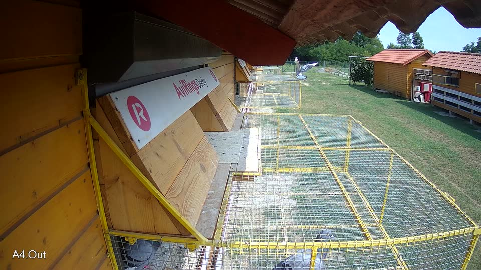 Pigeon Arrival Image For Race Race 3