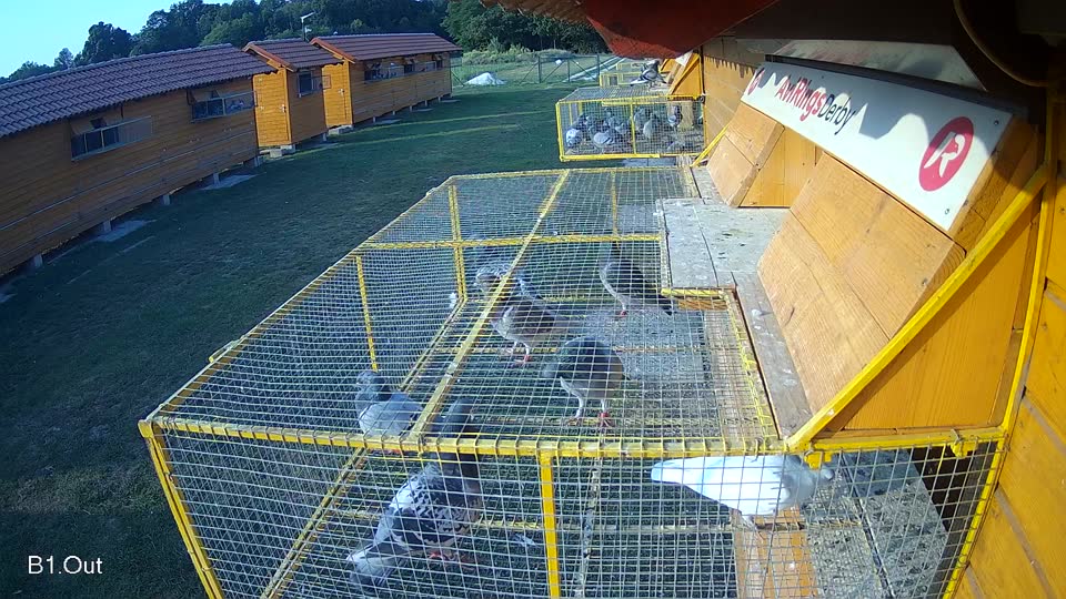 Pigeon Arrival Image For Race Race 4