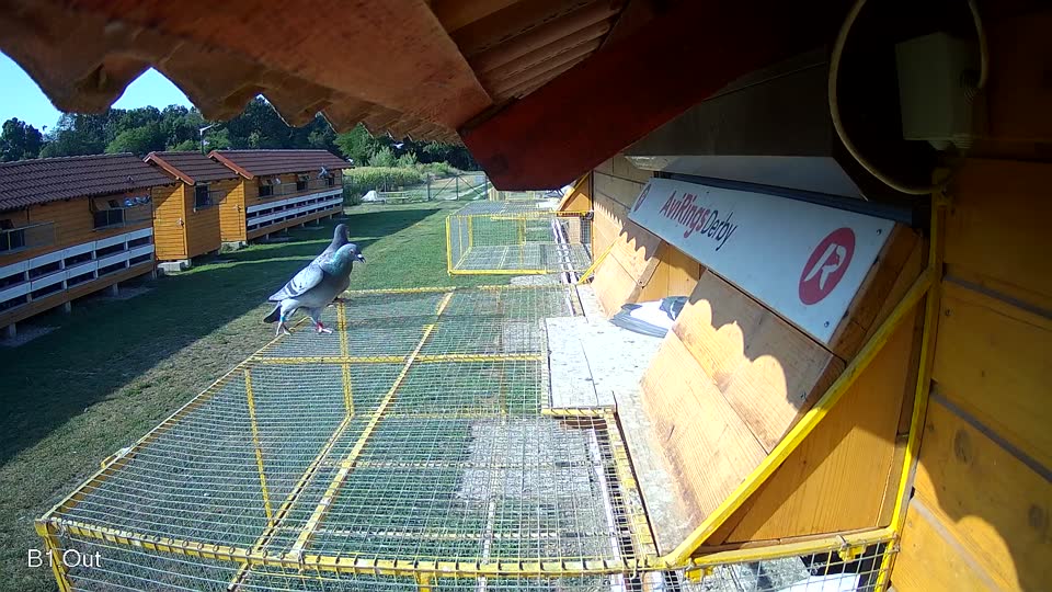 Pigeon Arrival Image For Race Race 1