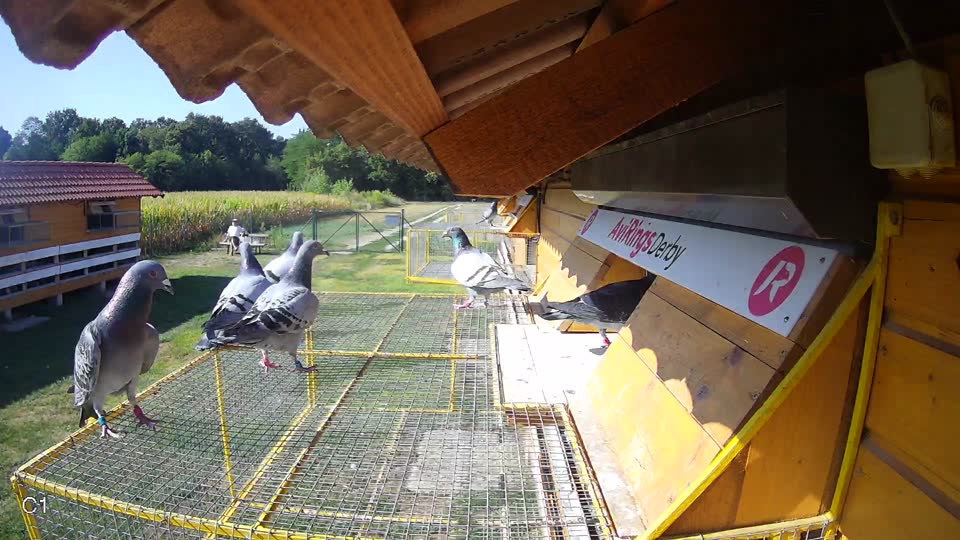 Pigeon Arrival Image For Race Race 2
