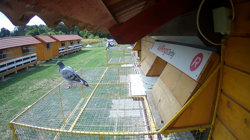 Pigeon Arrival Image For Race Race 4