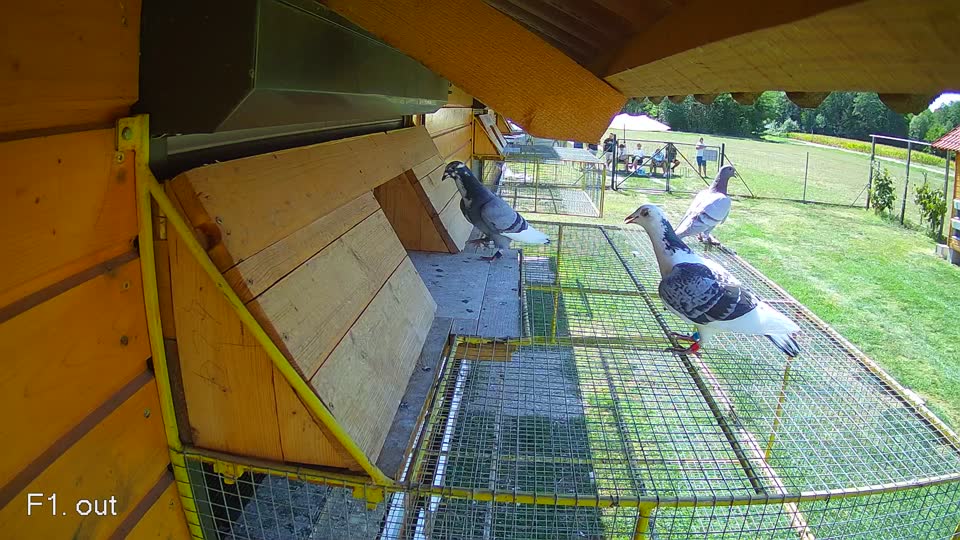 Pigeon Arrival Image For Race Race 5