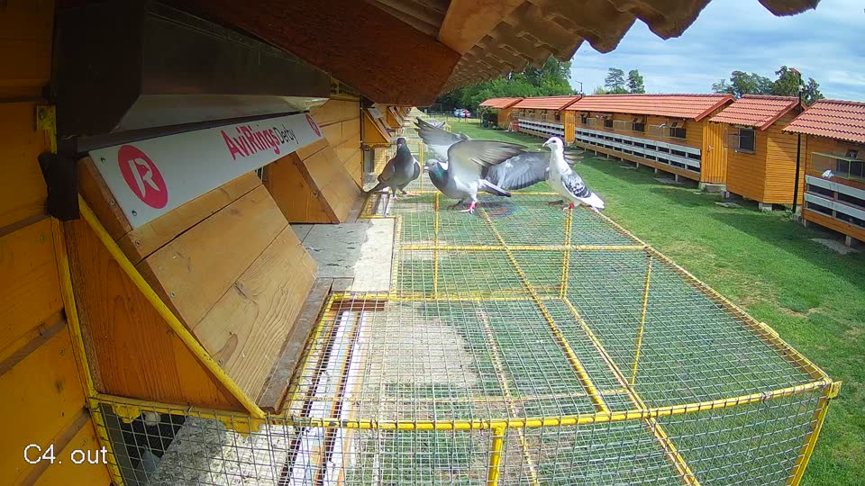 Pigeon Arrival Image For Race Race 4
