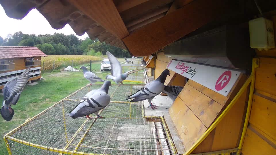 Pigeon Arrival Image For Race Race 4