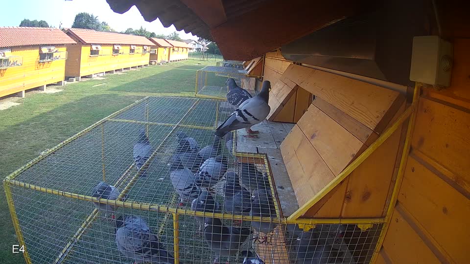 Pigeon Arrival Image For Race Race 4