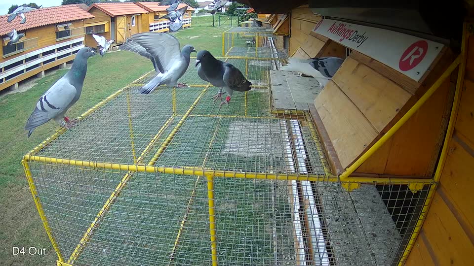 Pigeon Arrival Image For Race Race 3