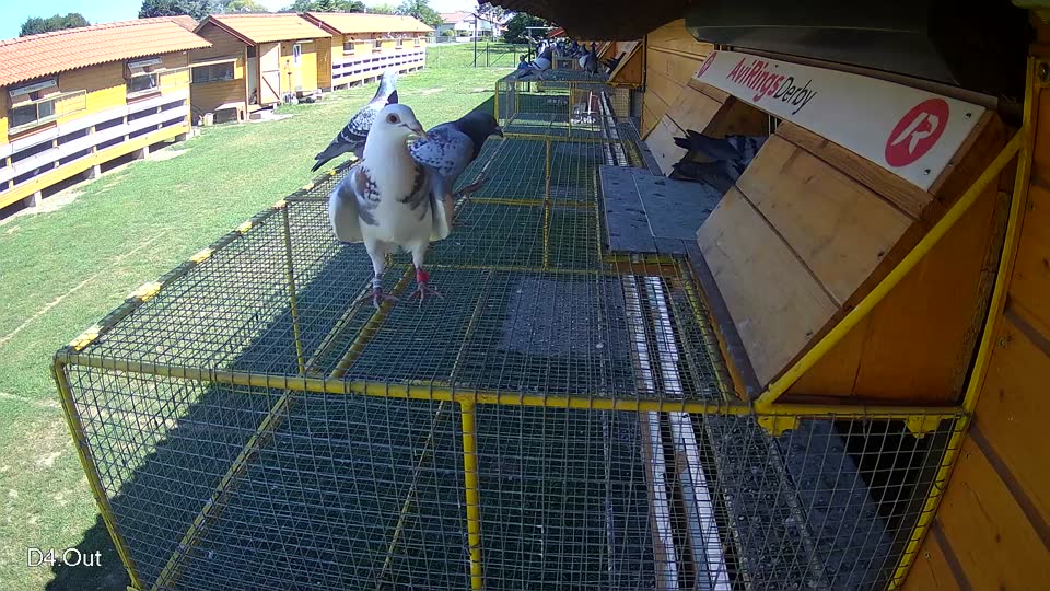 Pigeon Arrival Image For Race Race 2