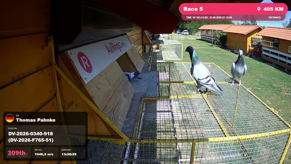 Pigeon Arrival Image For Race Race 5