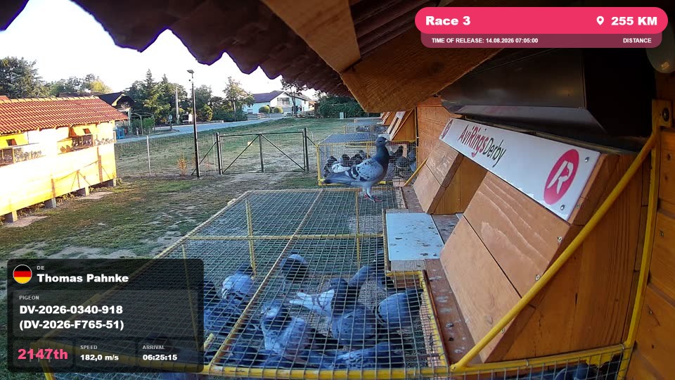Pigeon Arrival Image For Race Race 3