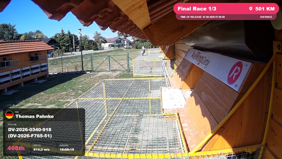 Pigeon Arrival Image For Race Final Race 1/3