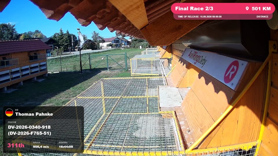 Pigeon Arrival Image For Race Final Race 2/3