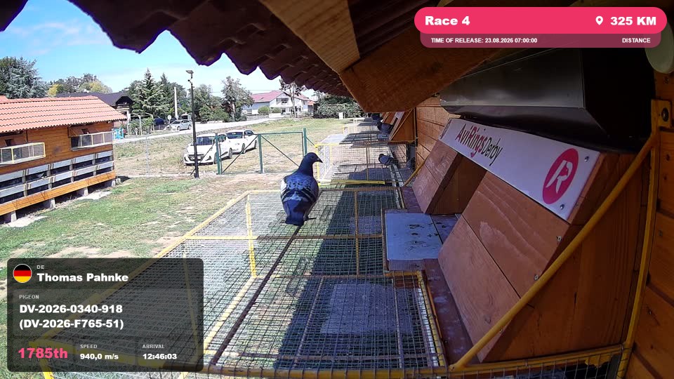 Pigeon Arrival Image For Race Race 4