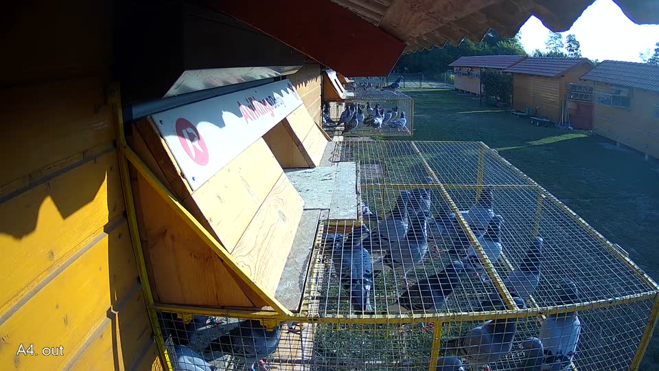 Pigeon Arrival Image For Race Race 1