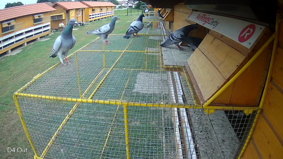 Pigeon Arrival Image For Race Race 3