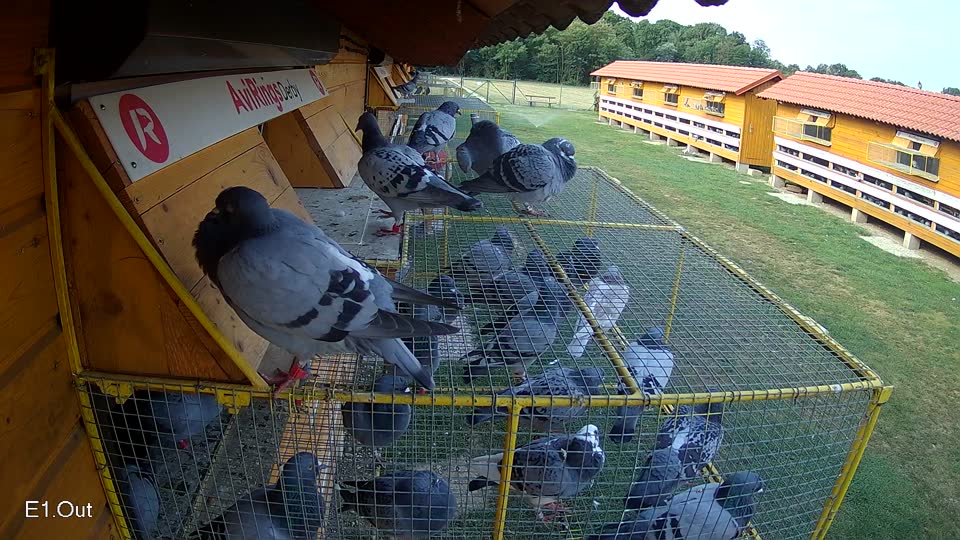 Pigeon Arrival Image For Race Race 4