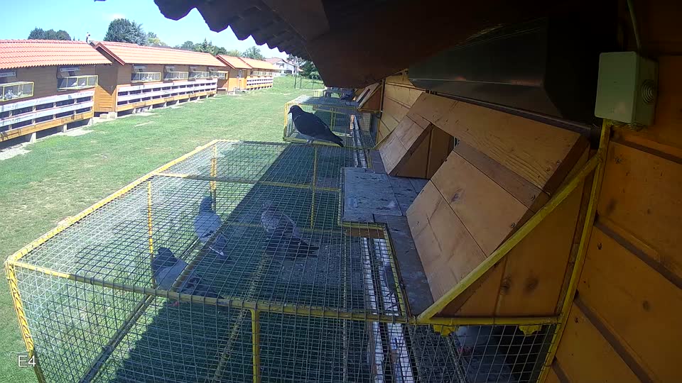 Pigeon Arrival Image For Race Race 2