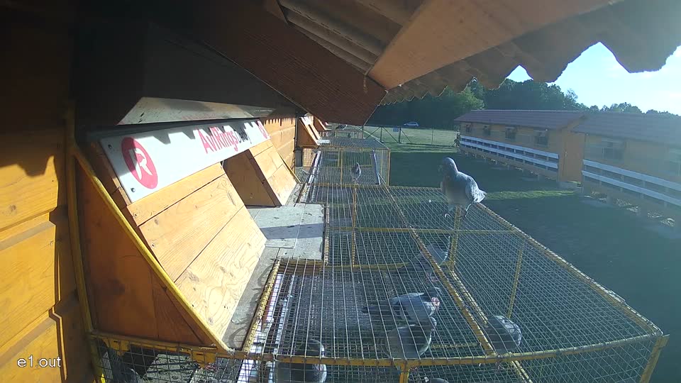 Pigeon Arrival Image For Race Race 5
