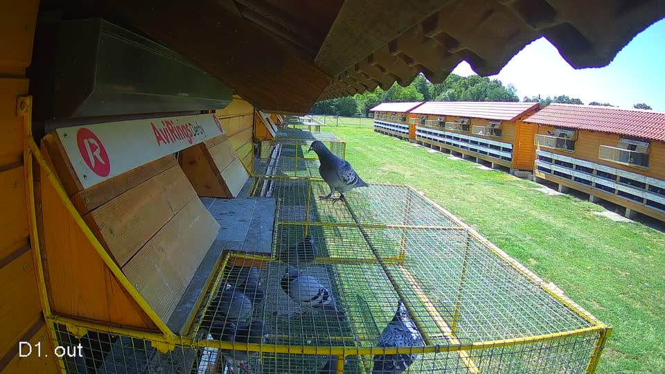 Pigeon Arrival Image For Race Race 4