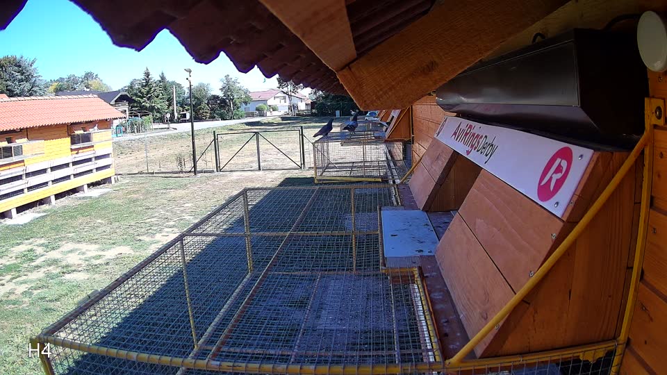 Pigeon Arrival Image For Race Race 3