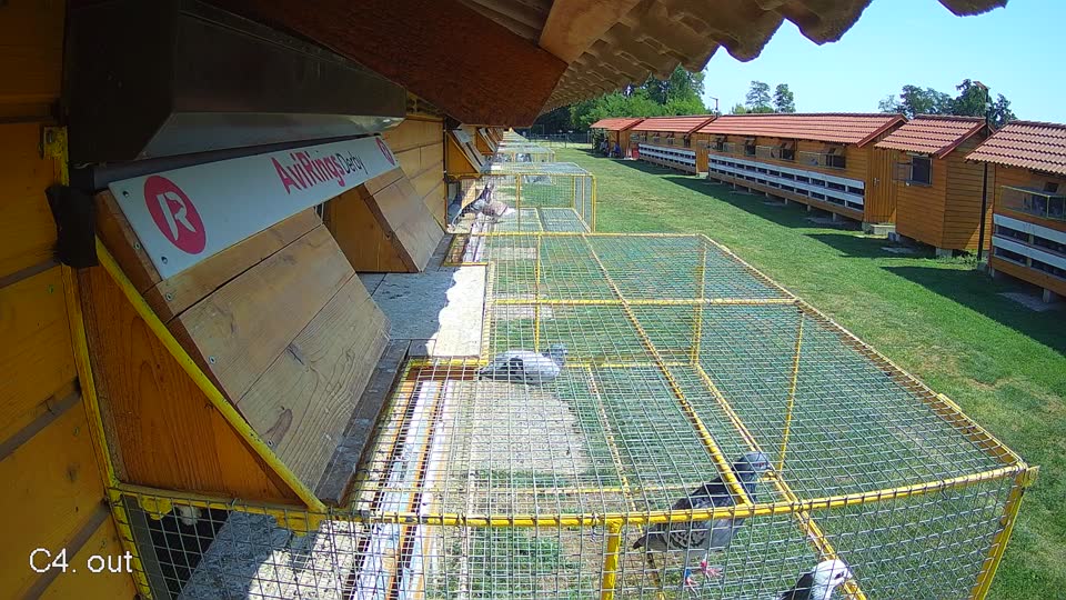Pigeon Arrival Image For Race Race 1